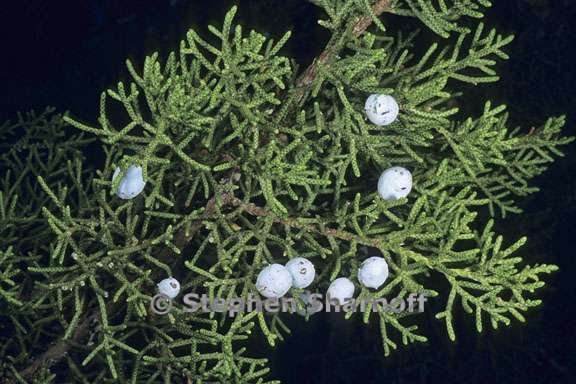 juniperus occidentalis 4 graphic
